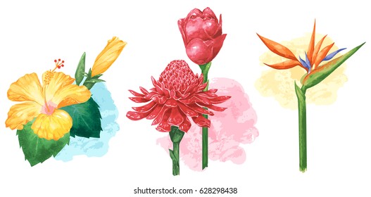 Tropical flower in water color style set.Yellow hibiscus,Red Torch Ginger and Bird paradise.