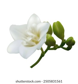 Flor tropical. Freesia blanca. Cogollos. Hermoso fondo floral. Aislado.