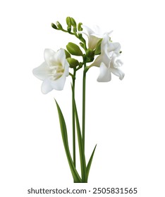 Flor tropical. Freesia blanca. Cogollos. Hermoso fondo floral. Aislado. Hojas verdes. Ramo.