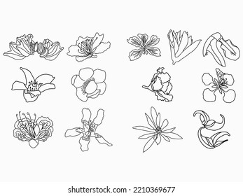 tropical flowering tree outline illustration .flower line art icon set 