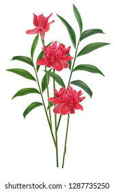 Tropical flower,Red Torch Ginger  - Vector