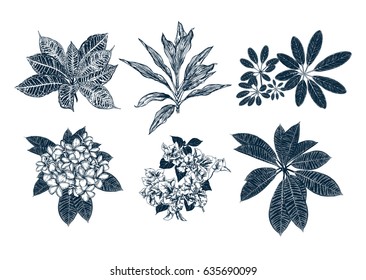 Tropical flowers collection. Botanical hand drawn illustration. Engraving style