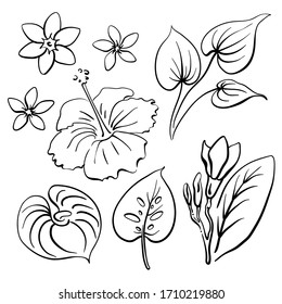 Tropical flowers collection: hibiscus, plumeria, anthurium. Hand drawn black line sketch of tropical flowers and leaves isolated on white background. Vector illustration