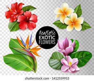 Sammlung tropischer Blumen auf transparentem Hintergrund einzelne Elemente Hibiscus magnolia strelitzia plumeria und Blätter.