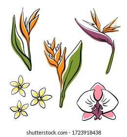 Tropical flowers collection: orchid, strelitzia, plumeria, heliconia. Hand drawn colorful sketch of tropical flowers and leaves isolated on white background. Vector illustration