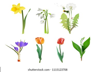 Tropical flowers collection. Vector isolated elements on the white background.