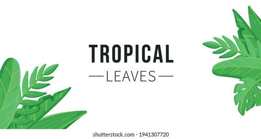 Tropical flowers concept with monster palm leaves, plumeria.  Vector illustration of a tropical background.