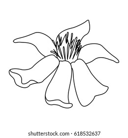 tropical flowers design