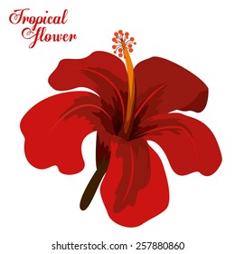 Tropical flowers design, vector illustration