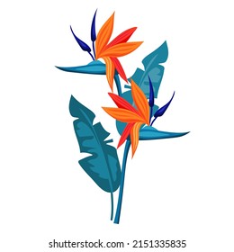 Tropical flowers, exotic collection. Bird of paradise with leaves. Vector illustration.