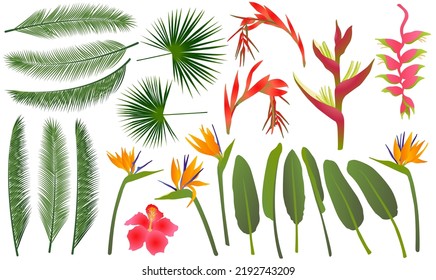 Tropical flowers exotic leaves vector jungle collection. Strelitzia, hibiscus, billbergia or bromelia, heliconia tropical flowers,  palmetto leaves, palm exotic foliage. Jungle ikebana plants set.