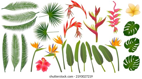 Tropical flowers exotic leaves vector jungle collection. Strelitzia, hibiscus, billbergia, frangipani, heliconia tropical flowers,  monstera leaves, palm exotic foliage. Jungle ikebana plants set.