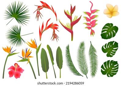 Tropical flowers exotic leaves vector jungle collection. Strelitzia, hibiscus, billbergia, frangipani, heliconia tropical flowers,  monstera leaves, palm exotic foliage. Jungle ikebana plants set.