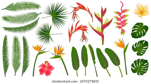 Tropical flowers exotic leaves vector jungle collection. Strelitzia, hibiscus, billbergia, frangipani, heliconia tropical flowers,  monstera leaves, palm exotic foliage. Jungle ikebana plants set.