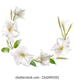 Tropical flowers. Floral background. Buds. Plant. Green leaves. White. Buds. Plant. Isolated.