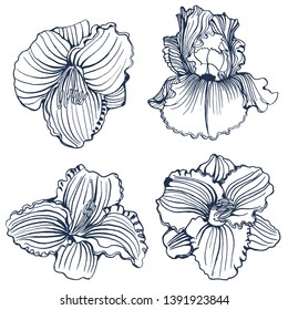 tropical flowers, hand drawing , isolated on white background vector