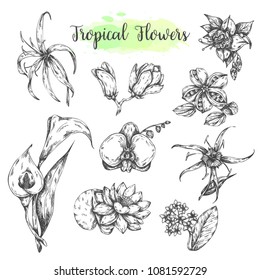 Tropical flowers Hand drawn lotuswater lily flower, orchid, Casablanca. Floral tropic set. Summer flowers Vector illustration