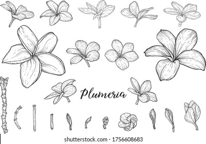 Tropical flowers hand drawn sketches set. Blooming orchids, exotic Frangipani plant black ink illustrations. Outline Hibiscus, Strelitzia, Plumeria blossom. Monochrome floral postcard design elements