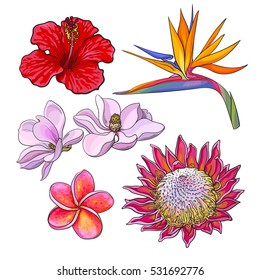 Tropical flowers - hibiscus, protea, plumeria, bird of paradise and magnolia, sketch style vector illustration isolated on white background. Colorful realistic hand drawing of exotic, tropical flowers