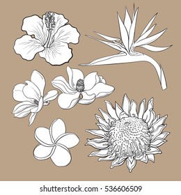 Tropical flowers - hibiscus, protea, plumeria, bird of paradise and magnolia, sketch style vector illustration isolated on white background. realistic hand drawing of exotic, tropical flowers