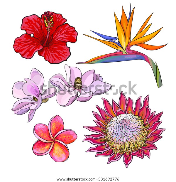 Image Vectorielle De Stock De Fleurs Tropicales Hibiscus