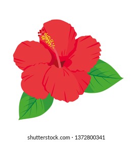 Tropical flowers hibiscus vector illustration