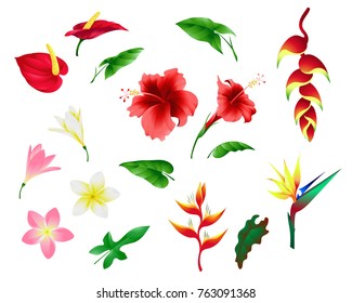 tropical flowers and leaves