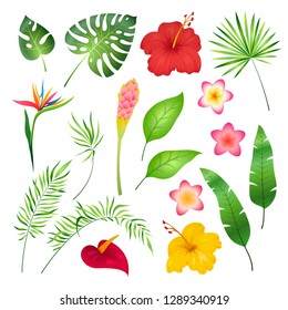 Tropical flowers and leaves. Caribbean tropical flower leaf hibiscus orchid hawaii exotic, garden jungle summer botanical vector illustration