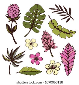 Tropical  flowers, leaves. Hand drawn isolated on white background set