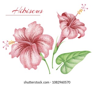 Tropical flowers and leaves. HibiscusIsolated object for design. Vector illustration