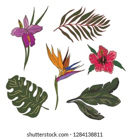 Tropical flowers and leaves icon collection. Set of 6 vector illustration of exotic jungle floral elements.