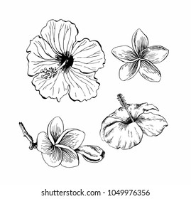 Hand Drawn Lily Bindweed Flowers Isolated Stock Vector (Royalty Free ...