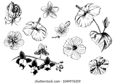 Tropical flowers and leaves on the background. Set of hand-drawn tropical plants. For wedding invitations, cards greetings and other
