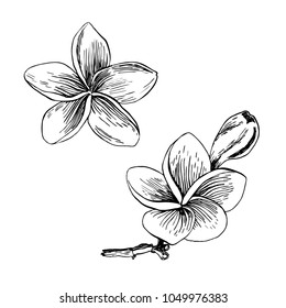 Tropical flowers and leaves on the background. Set of hand-drawn tropical plants. For wedding invitations, cards greetings and other