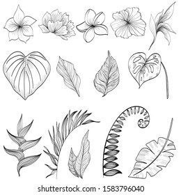 Tropical flowers and leaves outline sketched. Monochrome colouring page flowers and leaves isolated.
