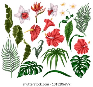 Tropical flowers and leaves such as banana, palm, monstera leaf and narcissus, hibiscus, plumeria isolated elements
