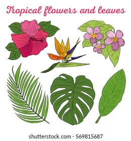 Tropical flowers and leaves. White background. Elements.