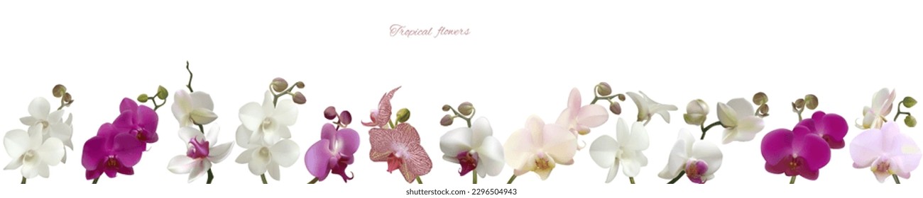 Tropical flowers. Orchids. Set. Phalaenopsis. Bud. Petals. Border. Beautiful floral background.