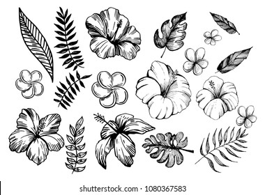 Tropical flowers. Outline. Vector set