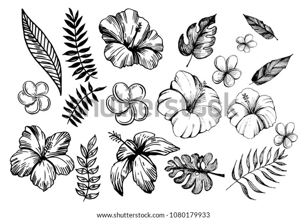 Free Free 261 Tropical Flower Outline Svg SVG PNG EPS DXF File