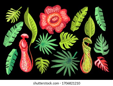 Tropical Flowers and Palm Leaves. Pitcher plant.Rafflesia flower, Nepenthes plant, banana leaves. Asian, Malaysian nature. Vector hand drawing set. Exotic floral collection. Jungle plant, tropic tree.