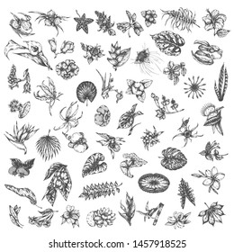 Tropical flowers and palm leaves Sketch of tropic hawaii flower. Hand drawn floral set isolated. Summer plants
