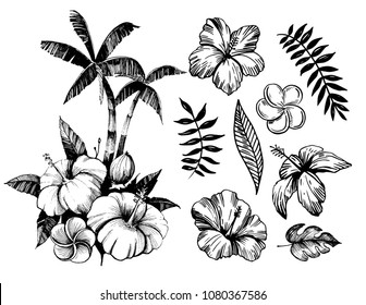 8,186 Hibiscus outline Images, Stock Photos & Vectors | Shutterstock