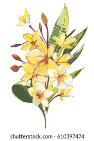 Tropical flowers plumeria isolated on white background. EPS 10