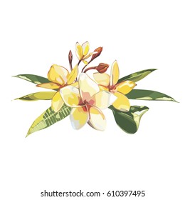 Tropical flowers plumeria isolated on white background. EPS 10