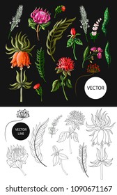 Tropical flowers in realistic and line style isolated. Vector illustration.
