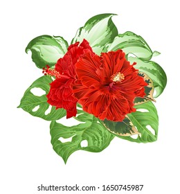 Tropical flowers red hibiscus corrugated and Monstera and Variegated hosta foliage  on a white background vintage vector illustration editable hand draw
