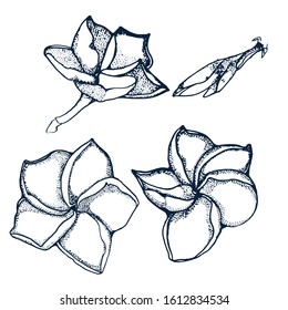 tropical flowers set, hand drawing, floral sketch, isolated on white background vector