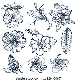 tropical flowers set, hand drawing, floral sketch, isolated on white background vector