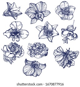 tropische Blumen auf handgezeichneter Vektorillustration, einzeln auf weißem Hintergrund